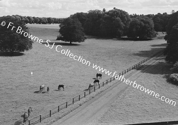 THOROUGHBRED MARES AND FOALS IN PADDOCK